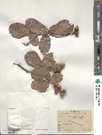 Quercus rugosa image