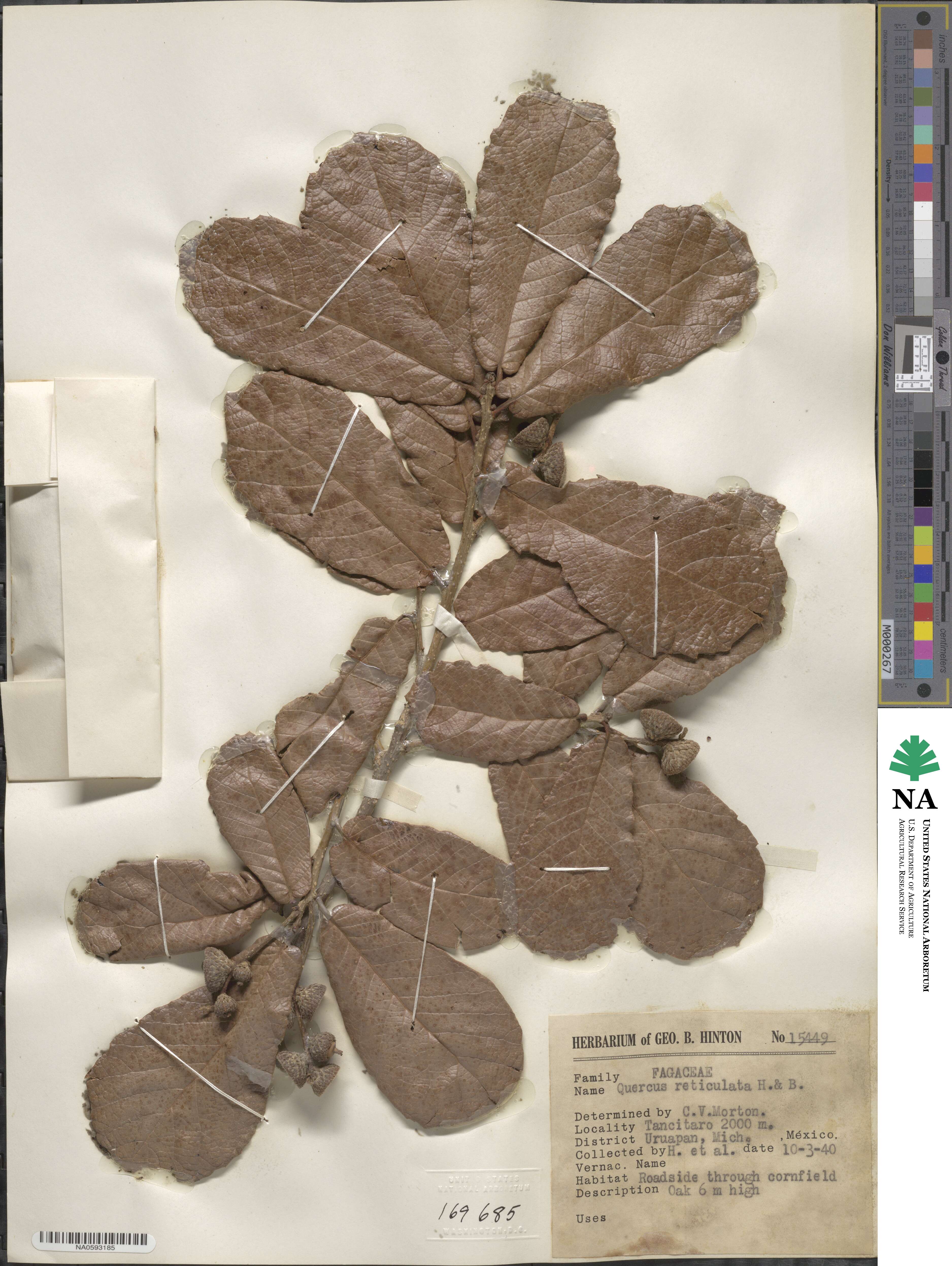 Quercus rugosa image