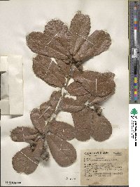 Quercus rugosa image