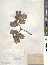 Quercus rugosa image