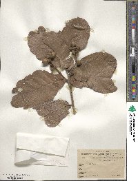 Quercus rugosa image