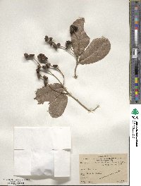 Quercus rugosa image