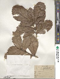 Quercus rugosa image