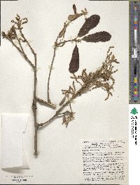 Quercus rugosa image