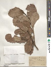 Quercus rugosa image