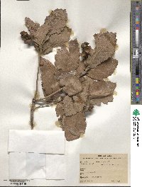 Quercus rugosa image