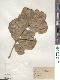 Quercus rugosa image