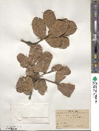 Quercus rugosa image