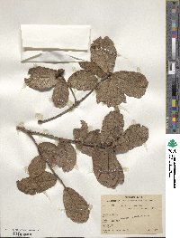 Quercus rugosa image