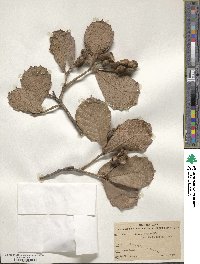 Quercus rugosa image