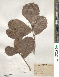 Quercus rugosa image