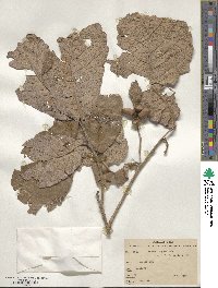 Quercus rugosa image