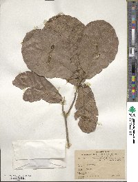 Quercus rugosa image