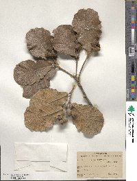 Quercus rugosa image