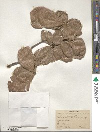 Quercus rugosa image