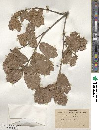 Quercus rugosa image