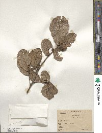 Quercus rugosa image