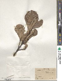 Quercus rugosa image