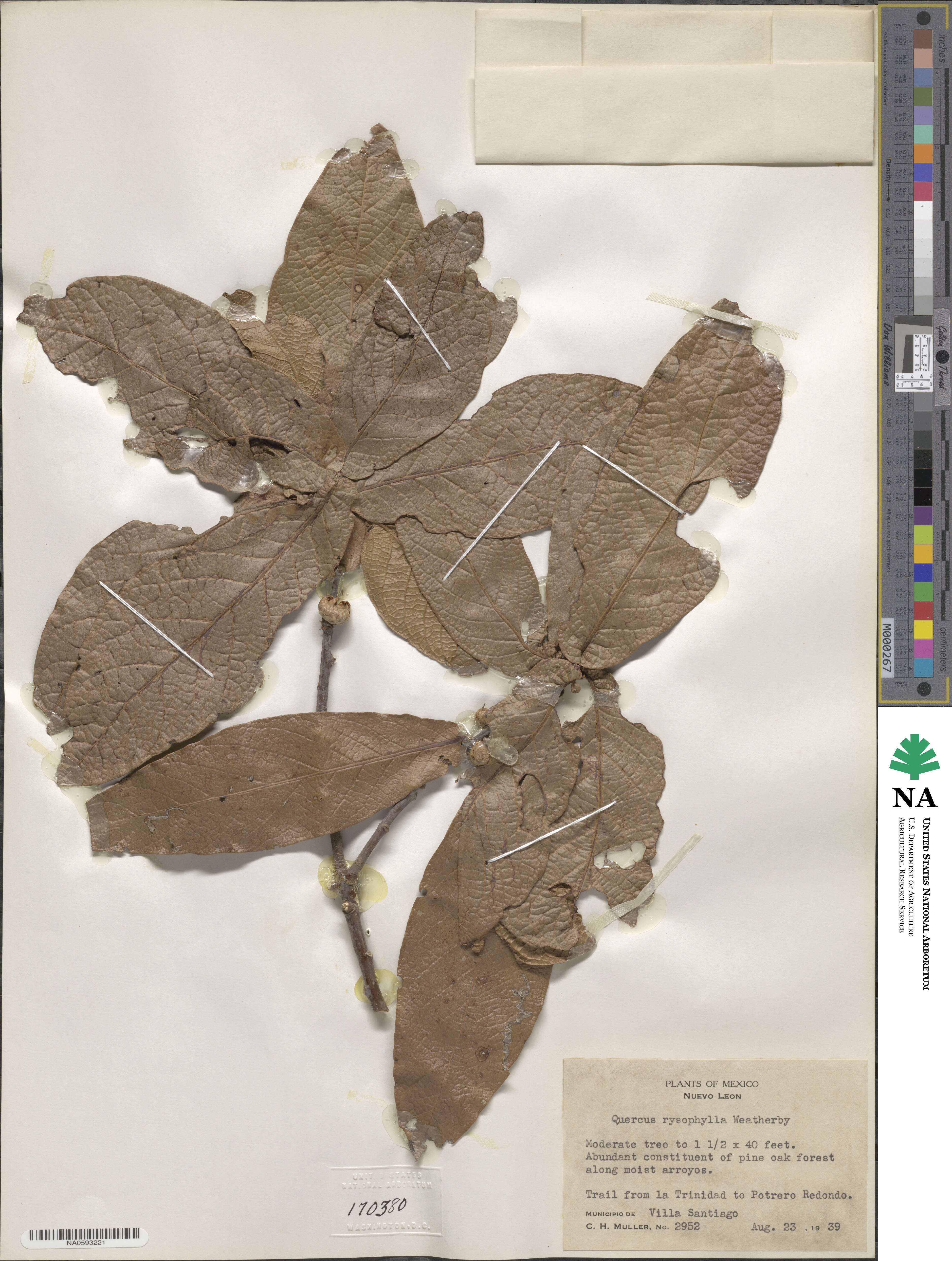 Quercus rysophylla image