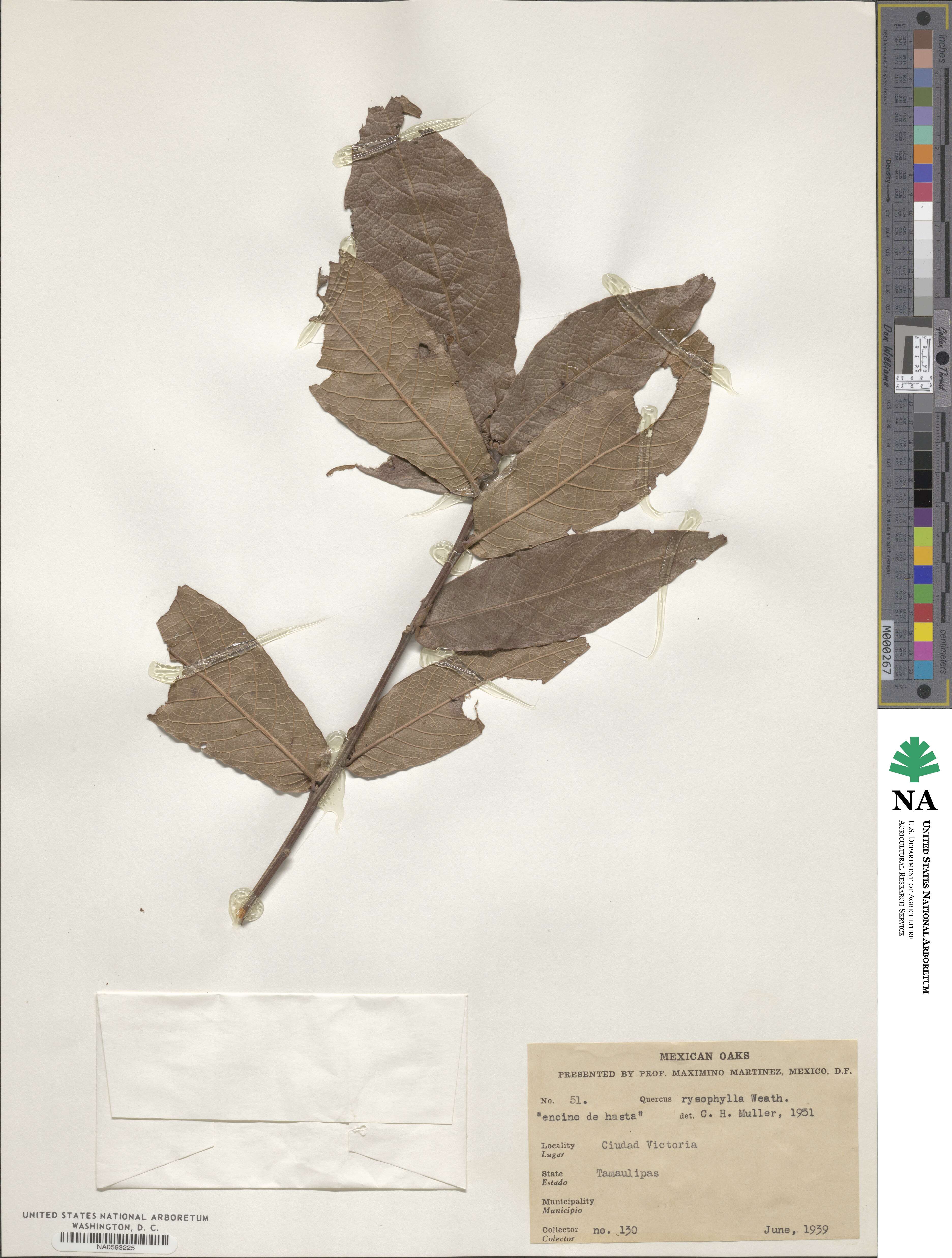 Quercus rysophylla image