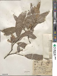 Quercus salicifolia image