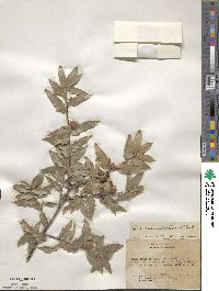 Quercus saltillensis image