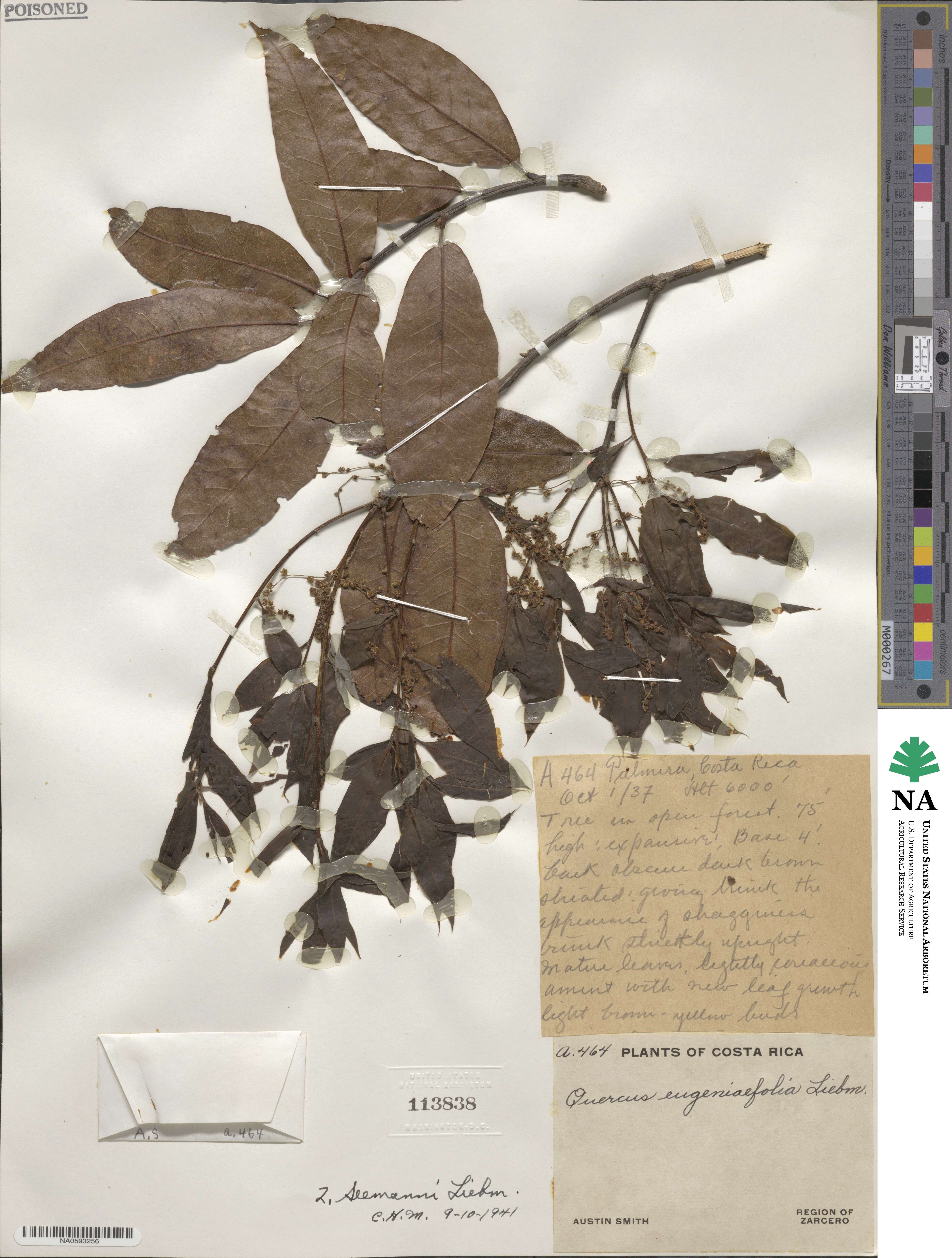 Quercus seemannii image