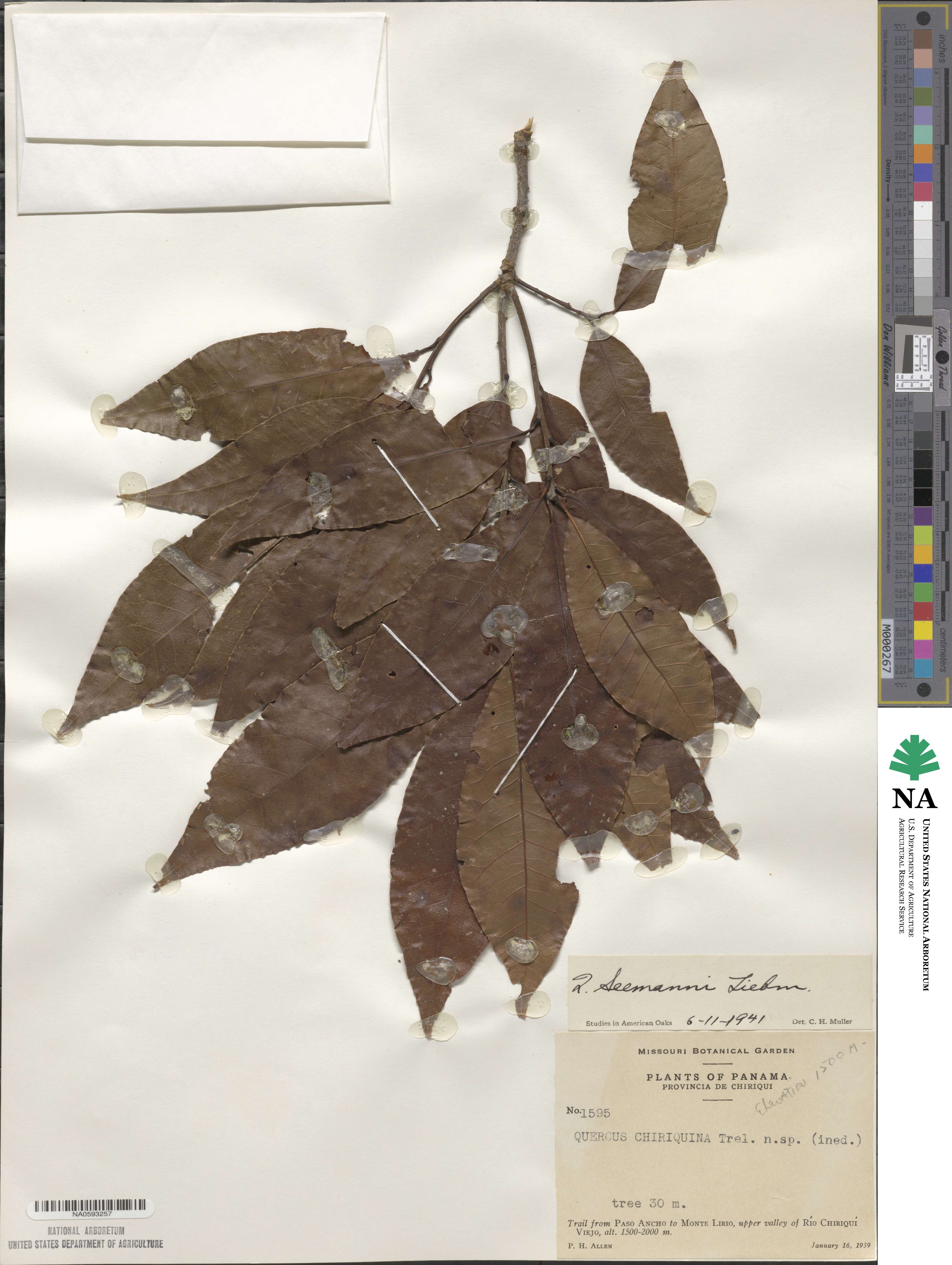 Quercus seemannii image