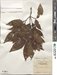 Quercus seemannii image