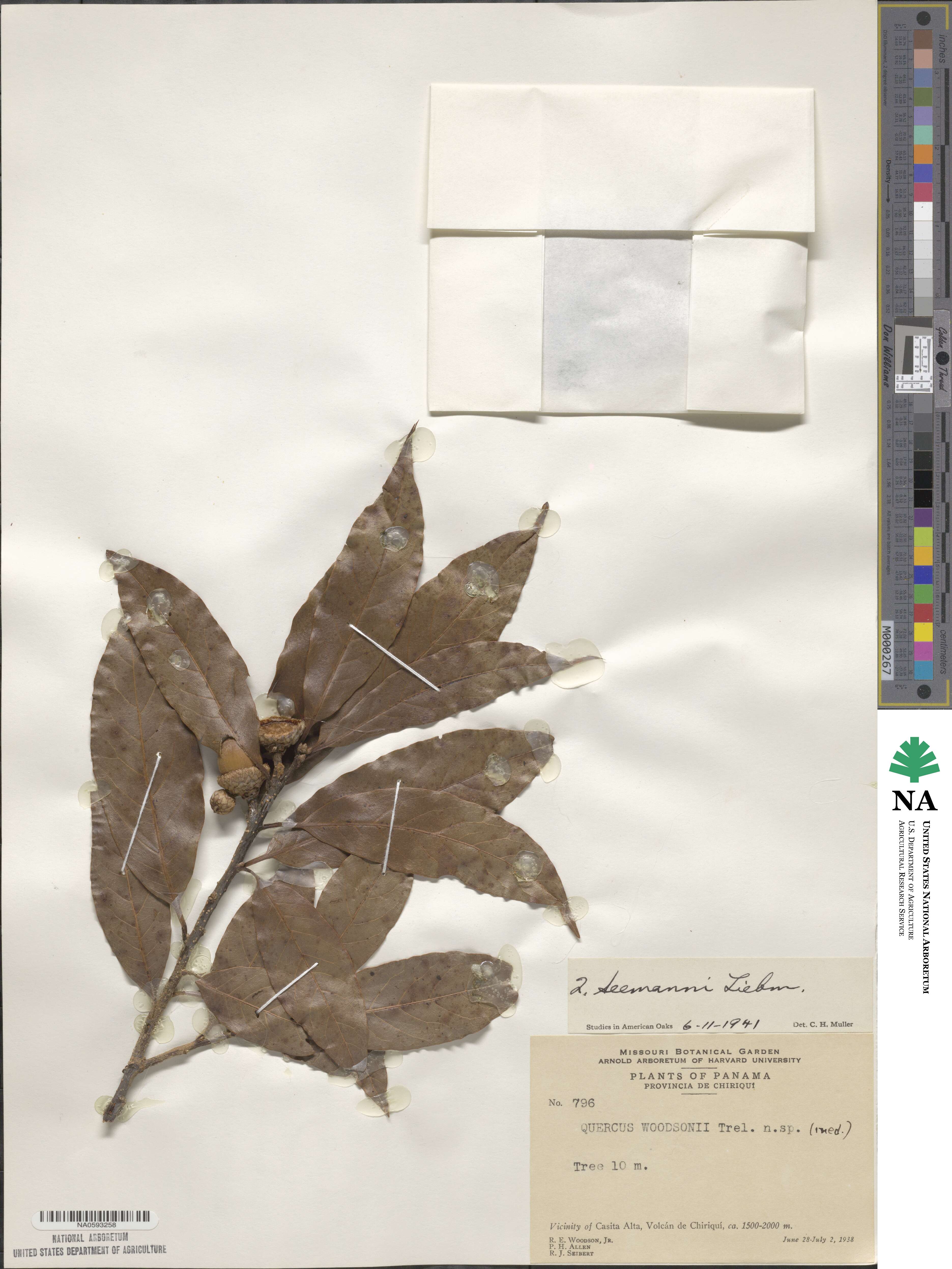 Quercus seemannii image