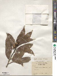 Quercus seemannii image