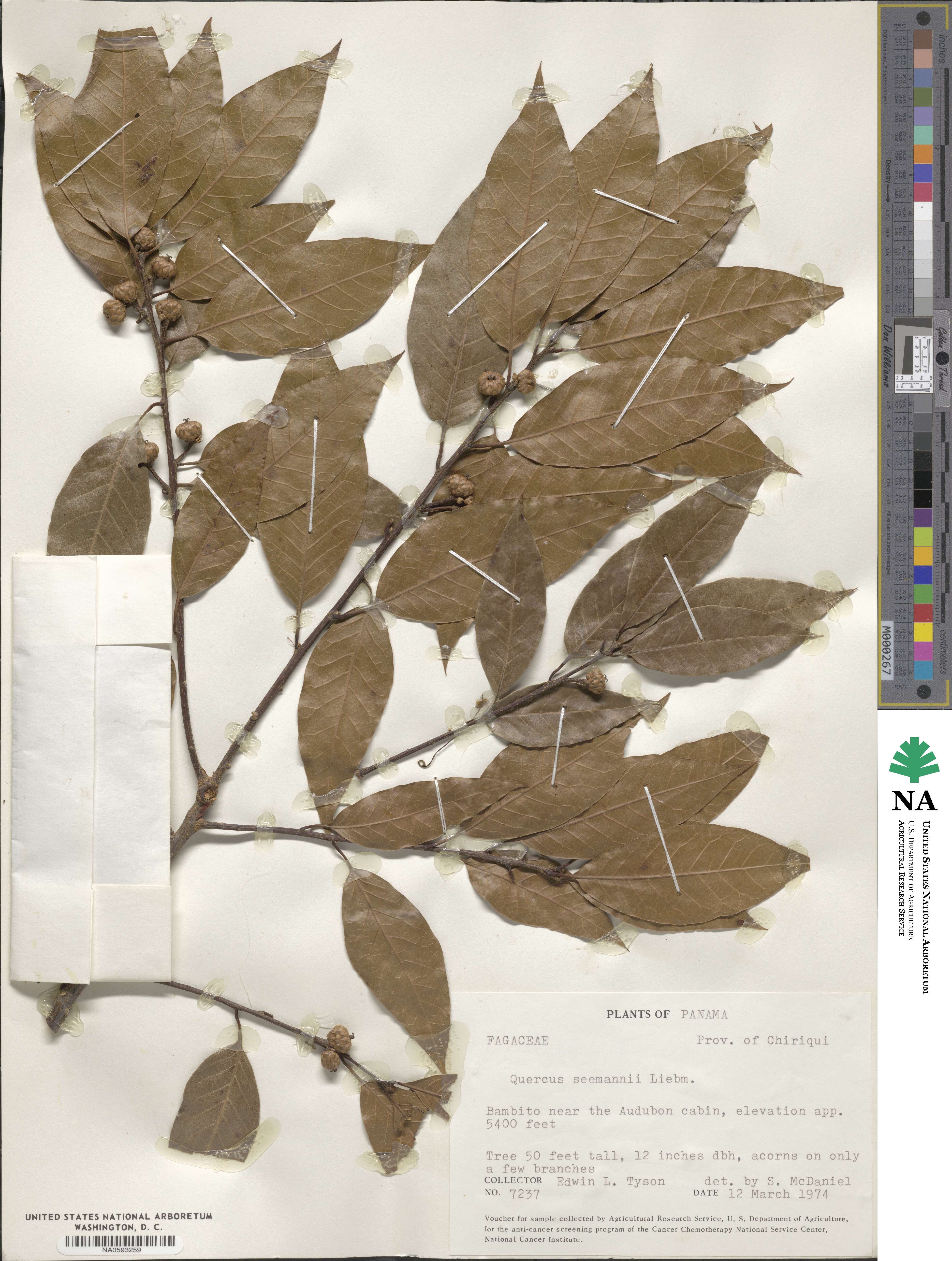 Quercus seemannii image