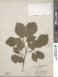 Quercus muehlenbergii image