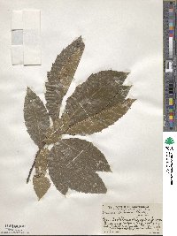 Quercus skinneri image