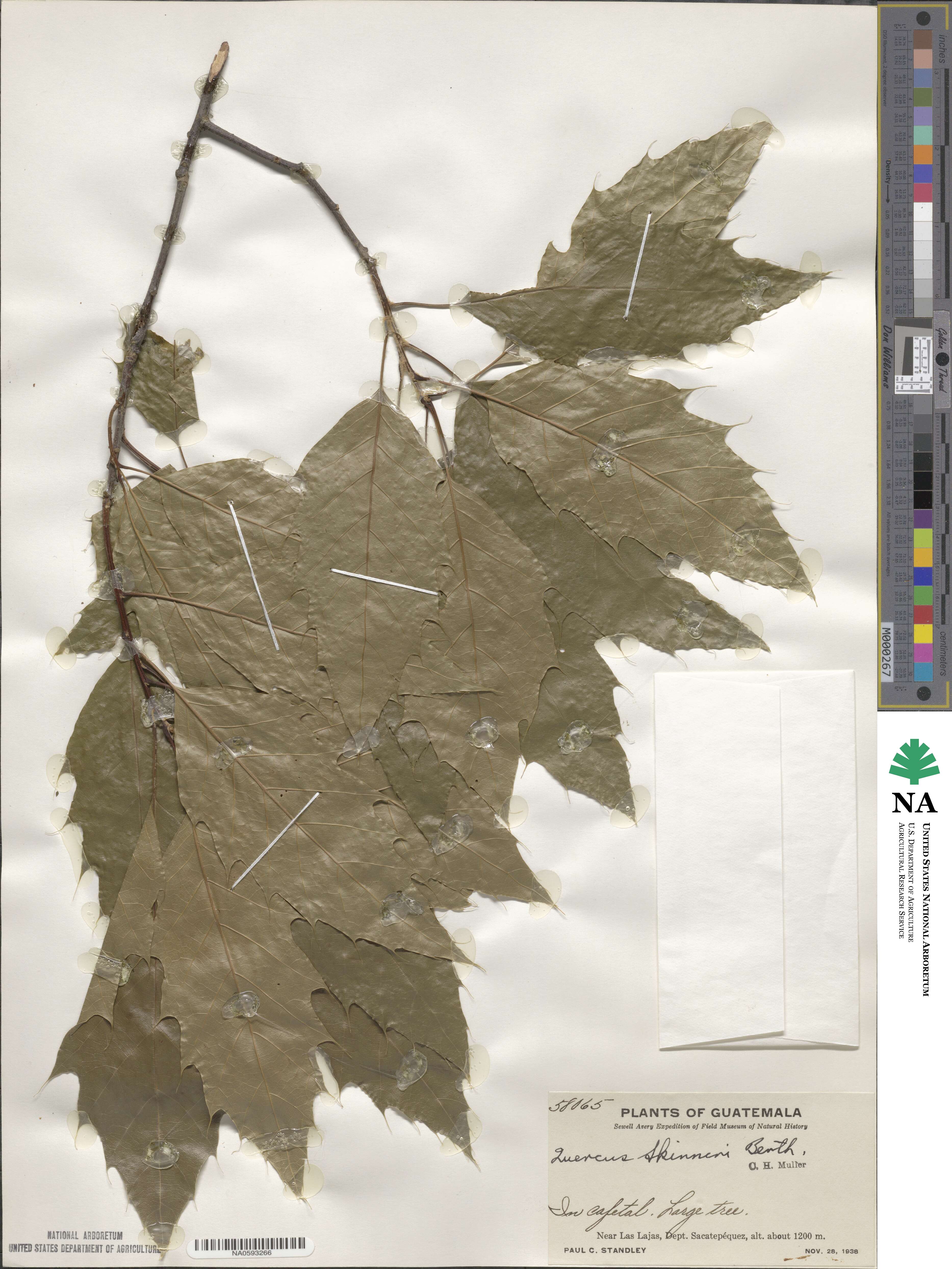 Quercus skinneri image