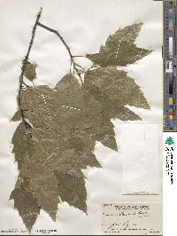 Quercus skinneri image