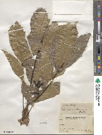 Quercus skinneri image