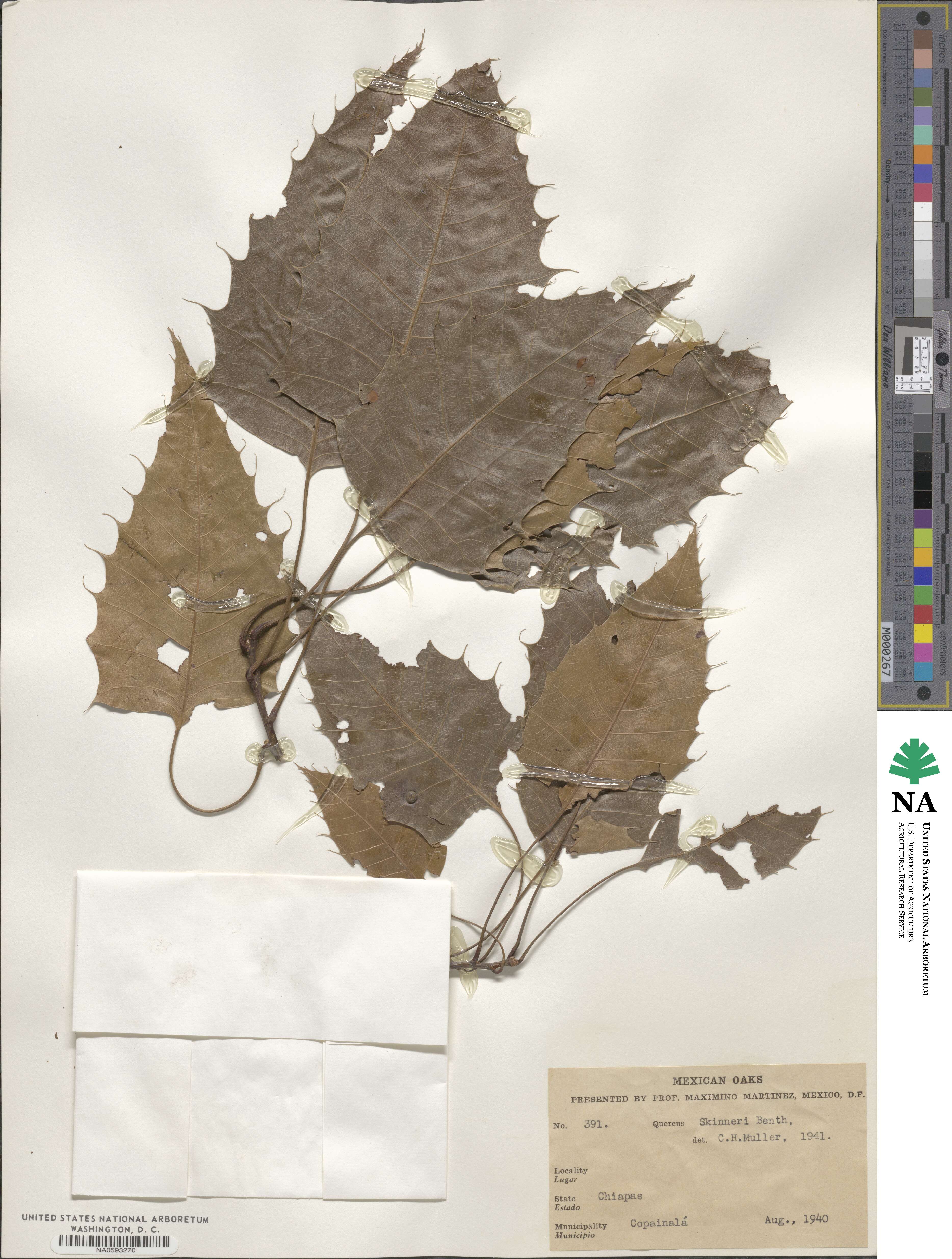 Quercus skinneri image