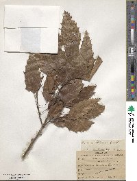 Quercus skinneri image