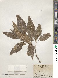 Quercus skinneri image