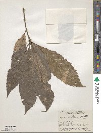 Quercus skinneri image