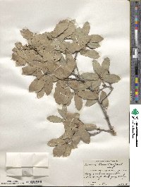 Quercus dentata subsp. stewardii image