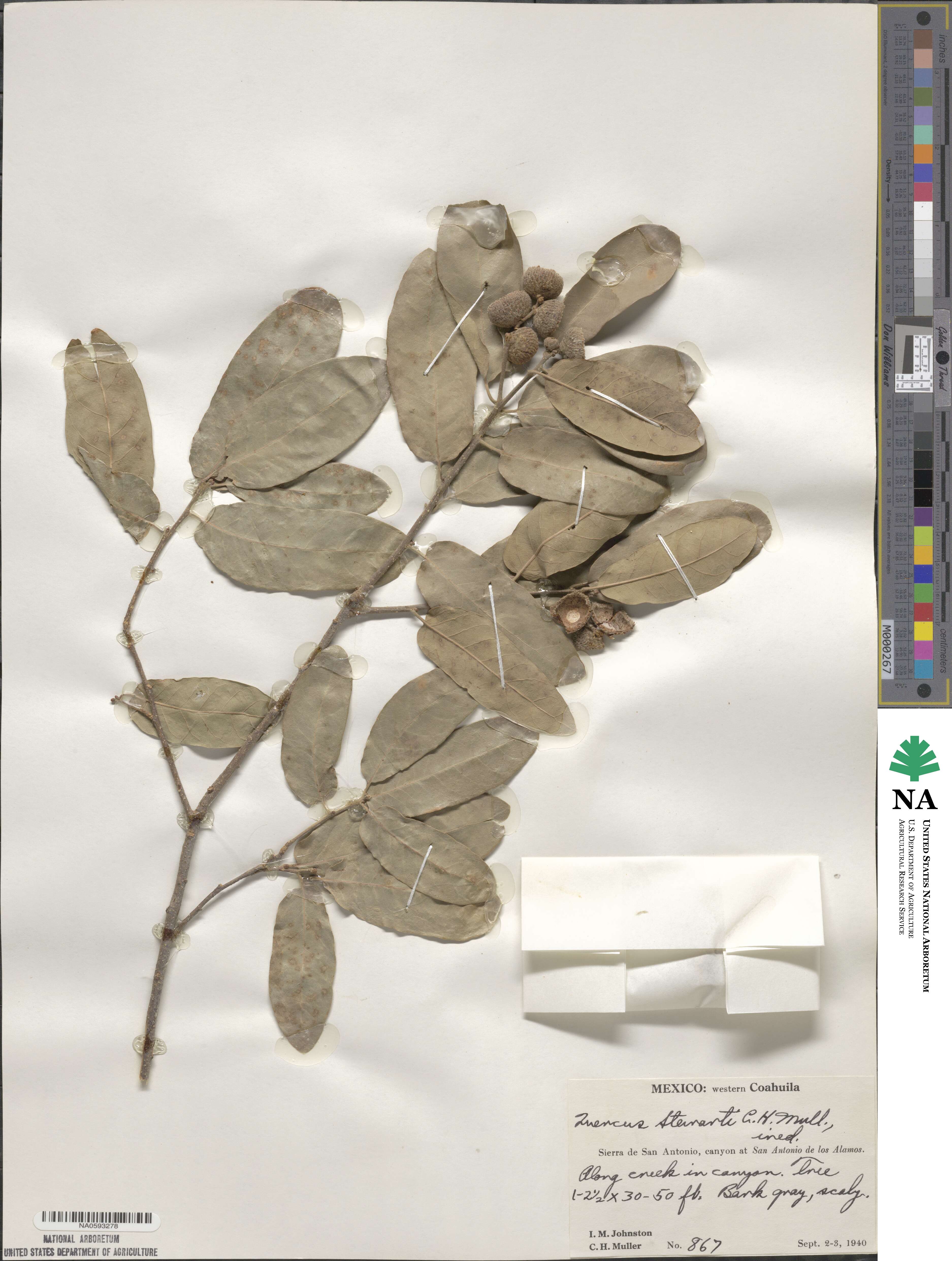 Quercus dentata subsp. stewardii image