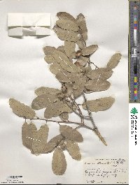 Quercus dentata subsp. stewardii image