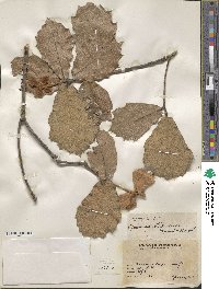 Quercus crassifolia image