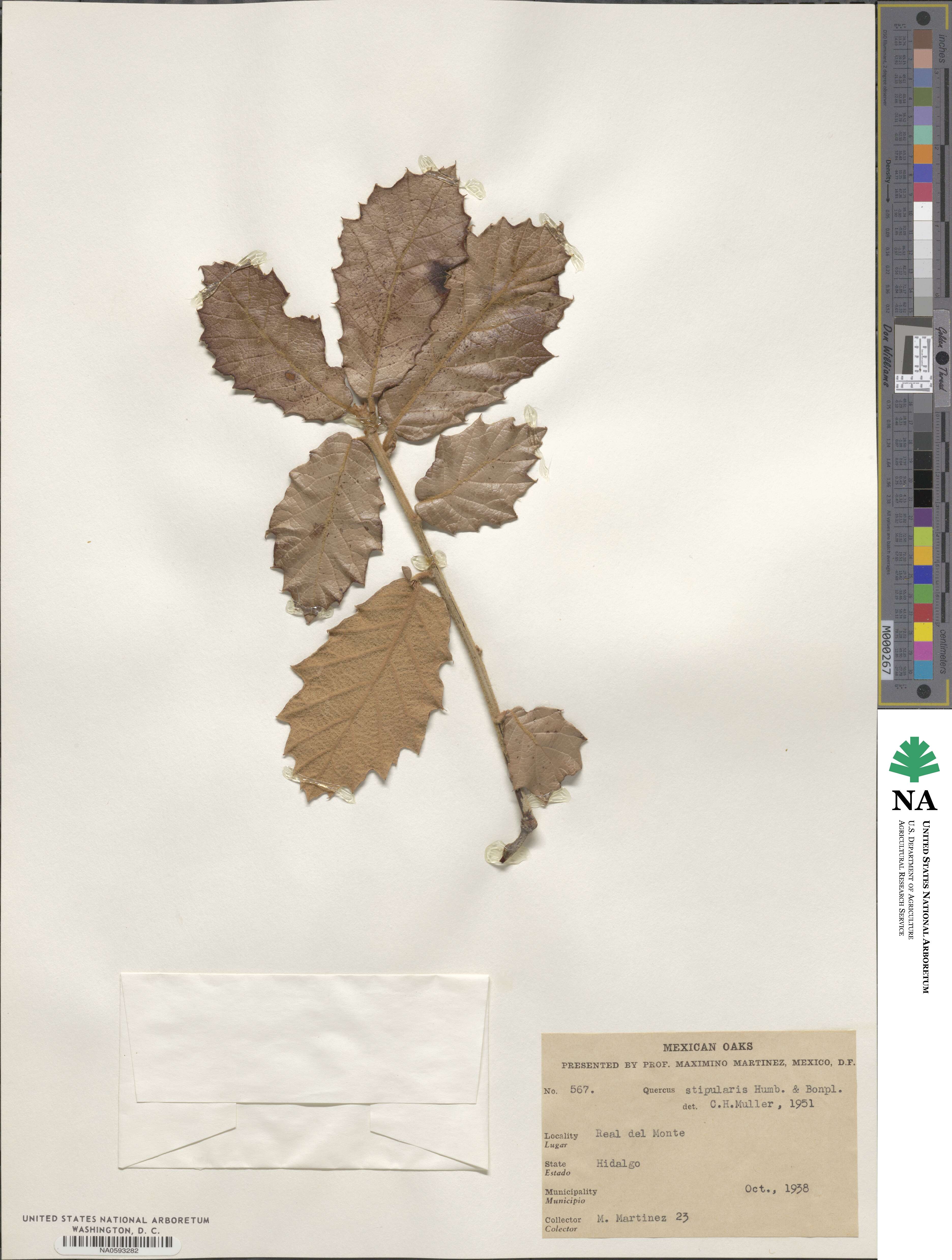 Quercus crassifolia image