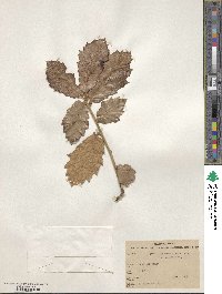 Quercus crassifolia image