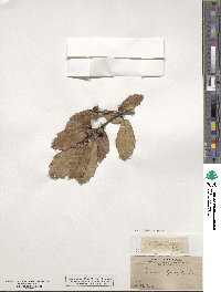 Quercus crassifolia image