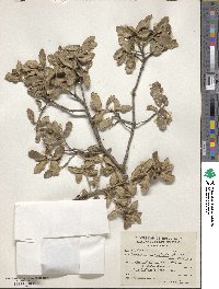 Quercus supranitida image