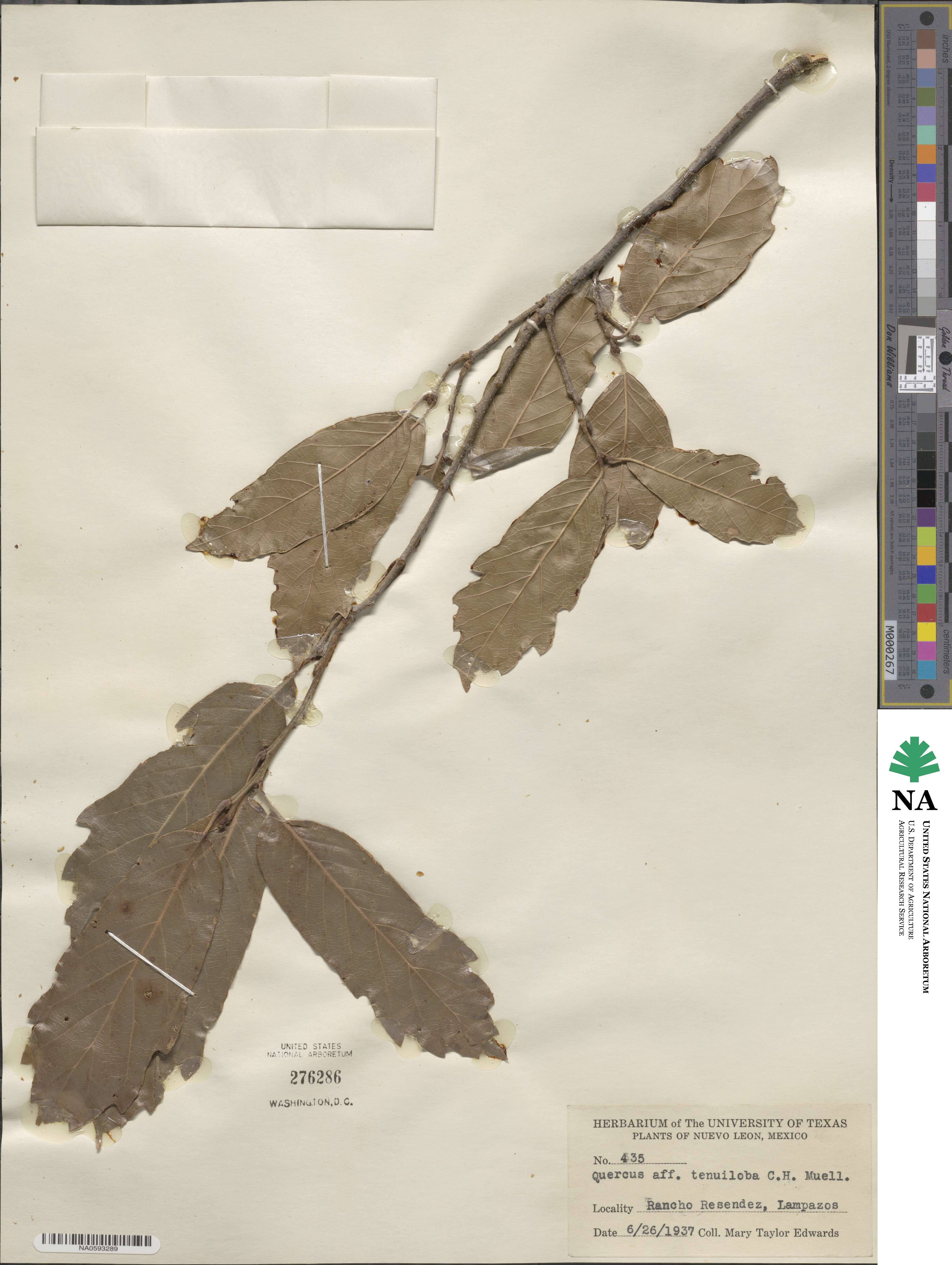 Quercus xalapensis image